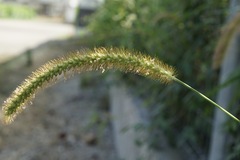 Setaria pumila