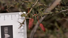 Acacia erinacea