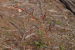 Acacia erinacea