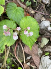 Begonia