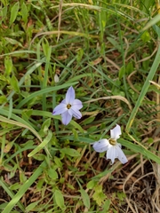 Ipheion uniflorum