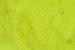 Calyptella