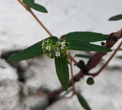 Euphorbiaceae