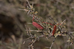 Acacia erinacea