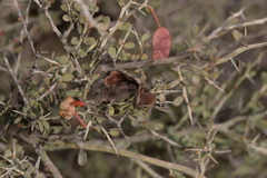 Acacia erinacea