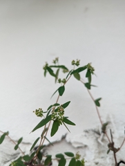 Euphorbiaceae