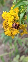 Graphosoma italicum