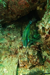 Meuschenia hippocrepis