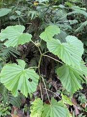 Begonia pseudolateralis