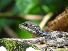Basiliscus basiliscus