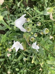 Platycodon grandiflorus