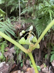Begonia pseudolateralis