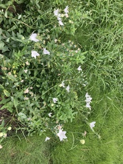 Platycodon grandiflorus