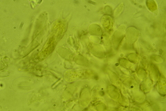 Calyptella