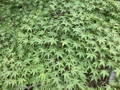Acer palmatum