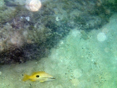 Lutjanus fulviflamma