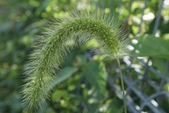 Setaria faberi
