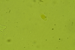 Calyptella