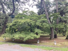 Acer palmatum