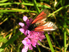 Zygaena purpuralis