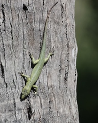 Emoia concolor
