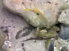 Lutjanus fulviflamma