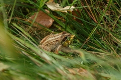 Rana