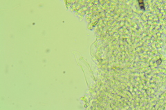 Calyptella