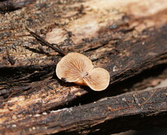 Deconica horizontalis