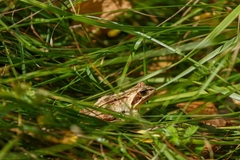 Rana