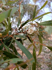 Eucalyptus gracilis