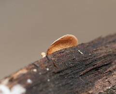 Deconica horizontalis