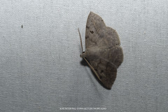 Ugia disjungens