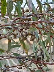 Eucalyptus gracilis
