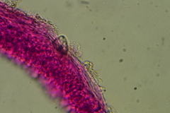 Calyptella