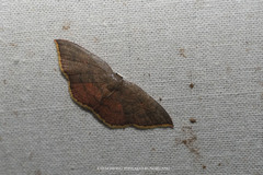 Pseudhyria rubra