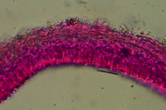 Calyptella