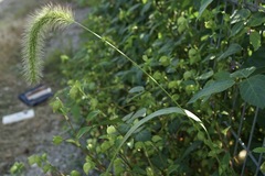 Setaria faberi