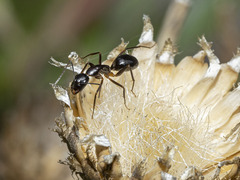 Camponotus atlantis