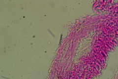 Calyptella