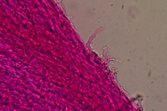 Calyptella