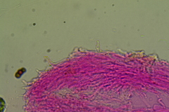 Calyptella
