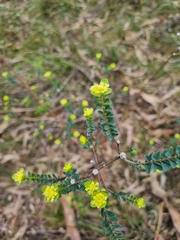 Pimelea flava