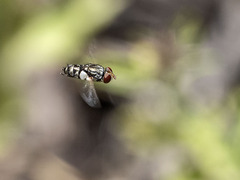 Miltogramma aurifrons