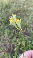 Linaria vulgaris