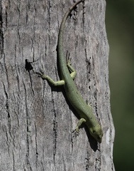 Emoia concolor