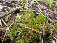 Rosulabryum