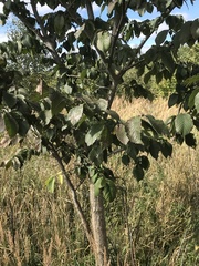 Ulmus glabra