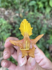 Gmelina