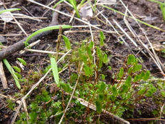 Rosulabryum